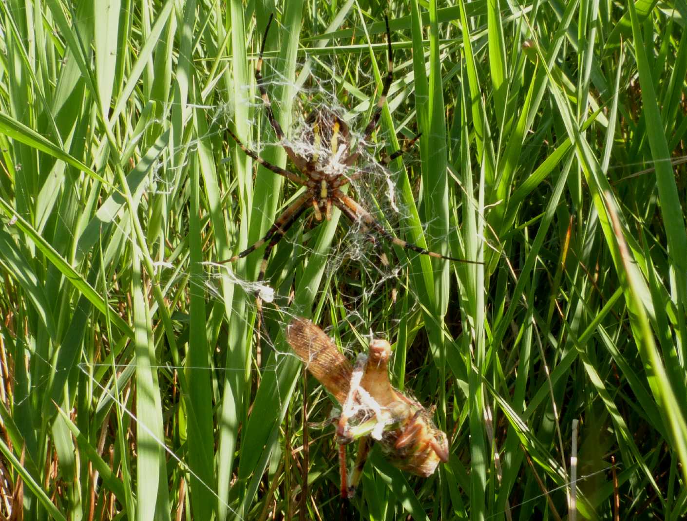 Argiope bruennichi con Locusta migratoria